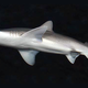 A bonnethead shark.